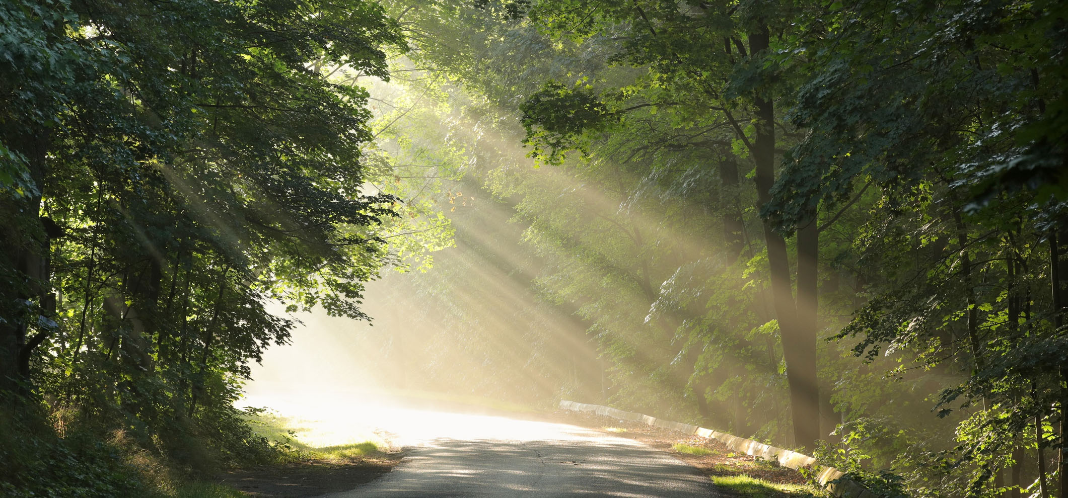 Light filtering through the trees