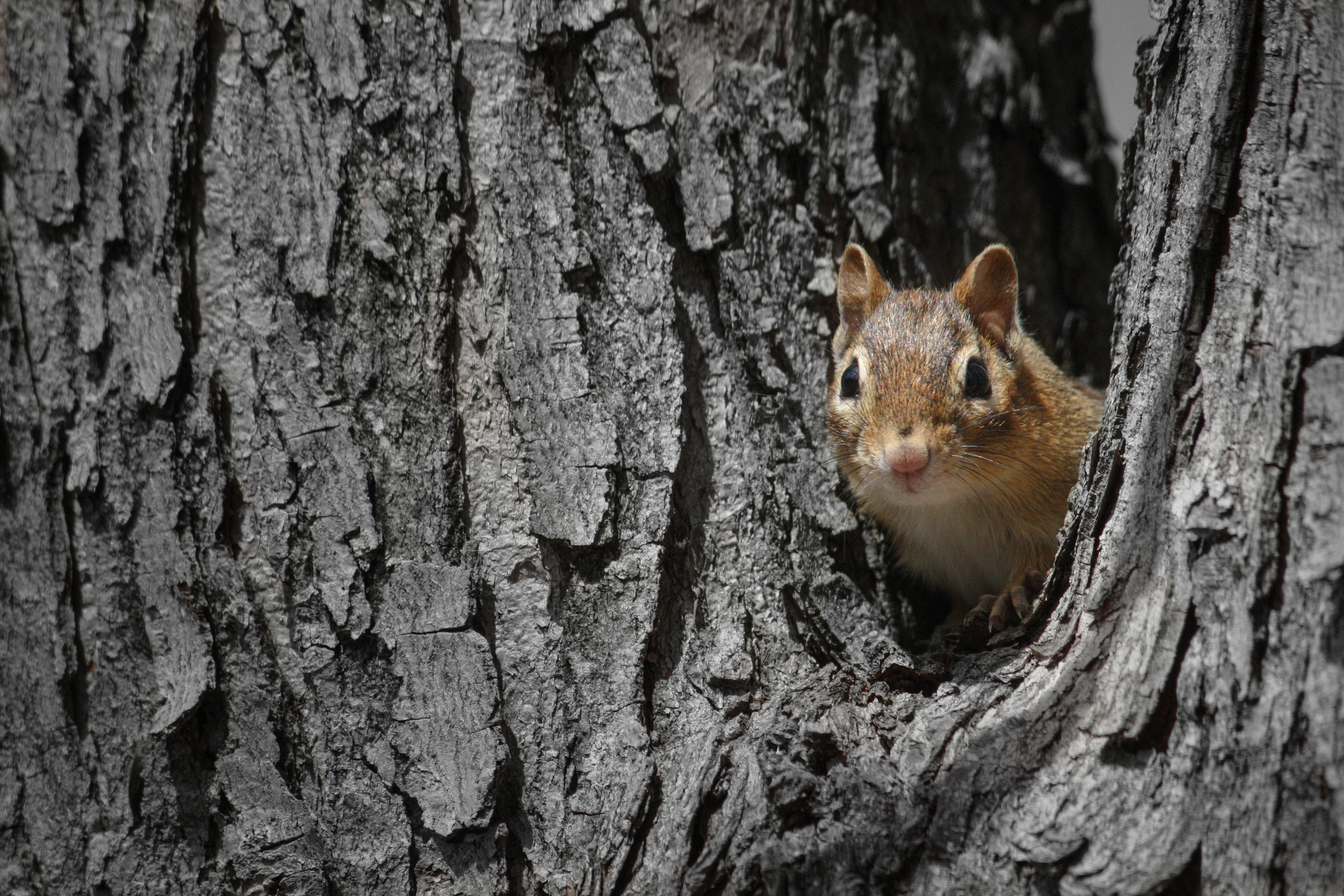 A chipmunk in a tree