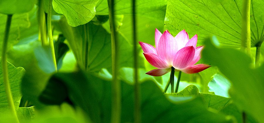 Lotus flower blooming