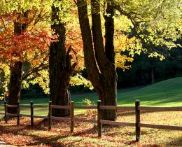 Autumn trees and fence