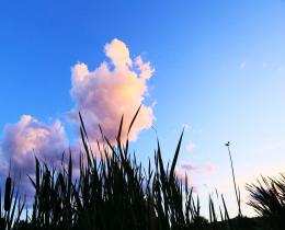 blue sky and pink clounds behind rushes