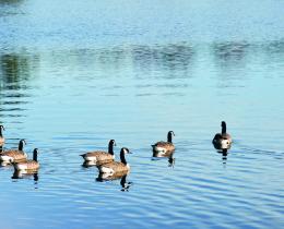 Long Pond Lake with ducks