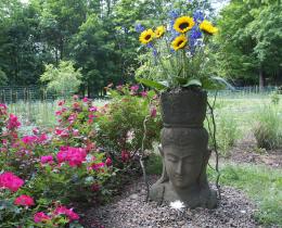 sunflowers and pinks in a garden