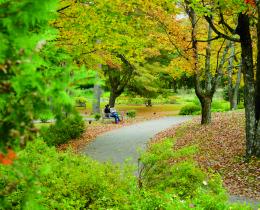 Autumn path through forest