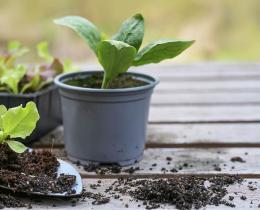 Shovel and potted plants on a wooden deck