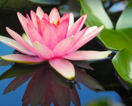 Lotus Blossom floating on pond