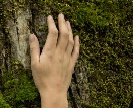 Hand touching a mossy tree