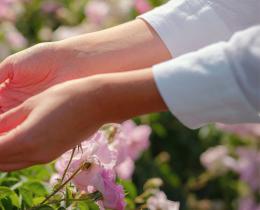 Hands gently holding a pink rose in a blooming garden, symbolizing self-inquiry, spiritual service, and the personal journey of discovering one's Dharma, as discussed by Her Holiness Sai Maa.