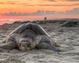 Turtle walking across the beach to lay eggs