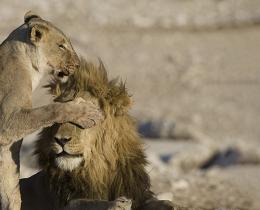Female lion covering the eyes of male lion