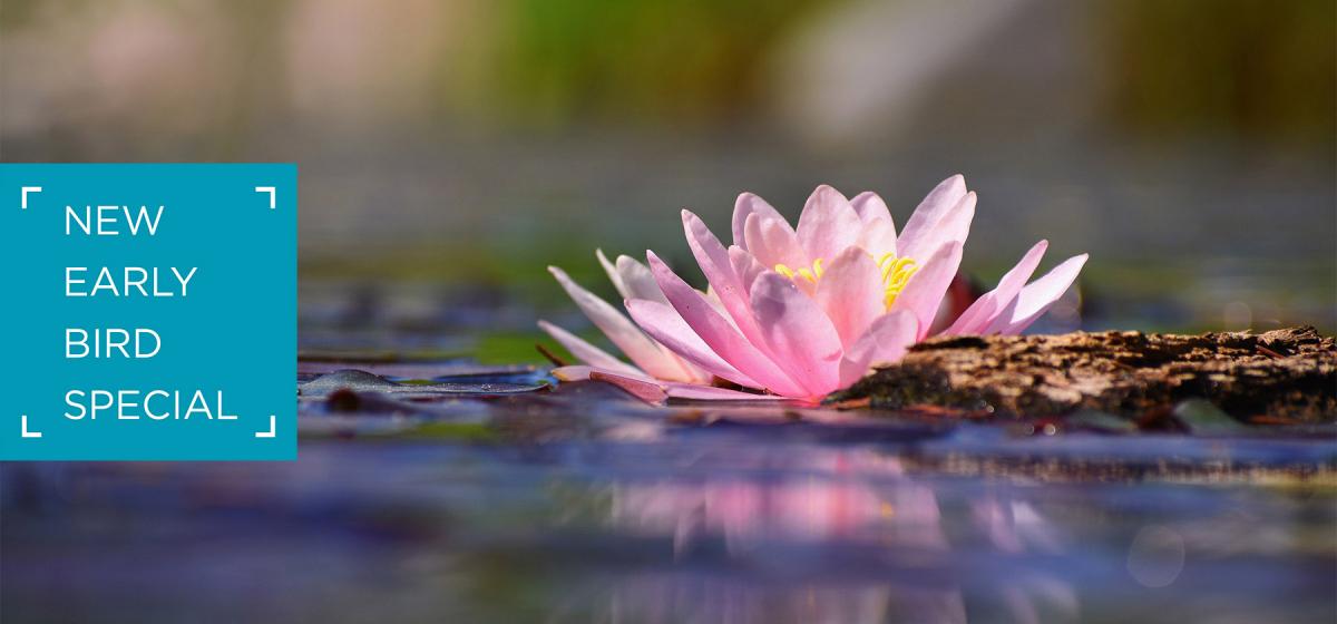 New Early Bird Special. Lotus flower floating in a pond