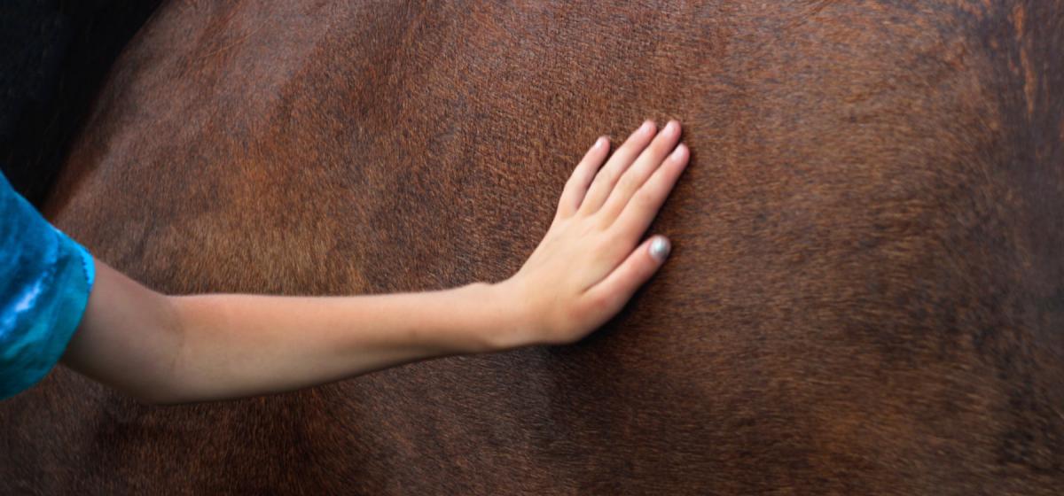 Person conducting reiki on a horse