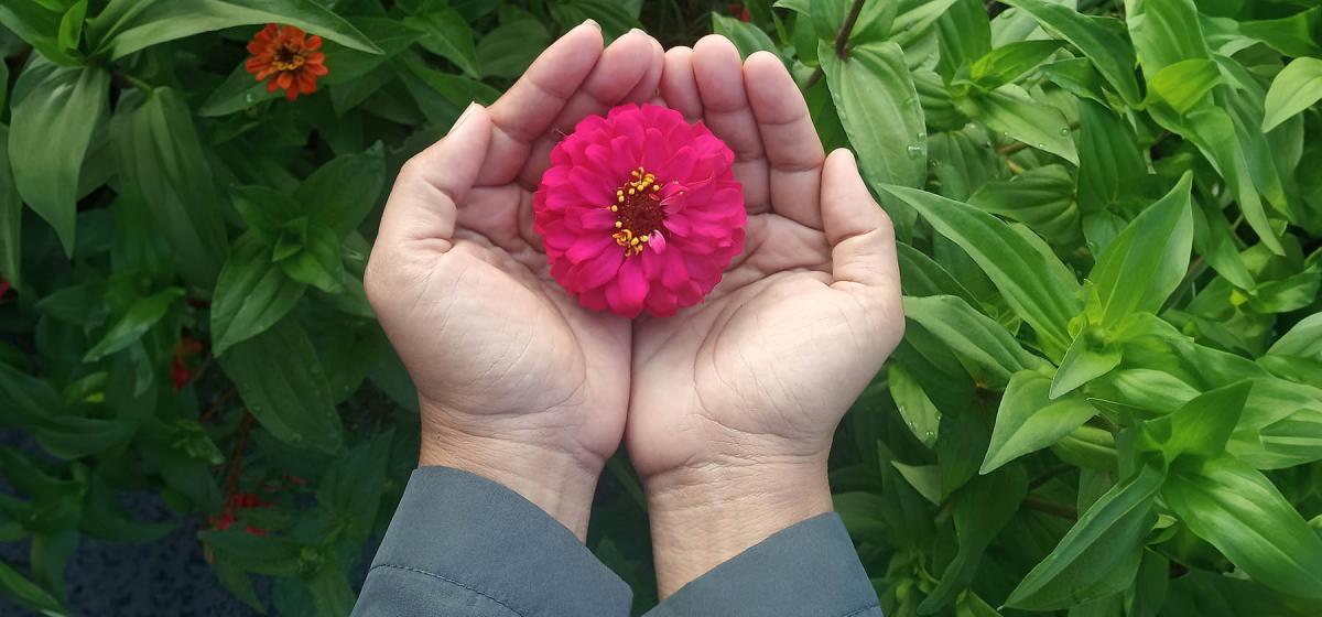 Hand holding a flower