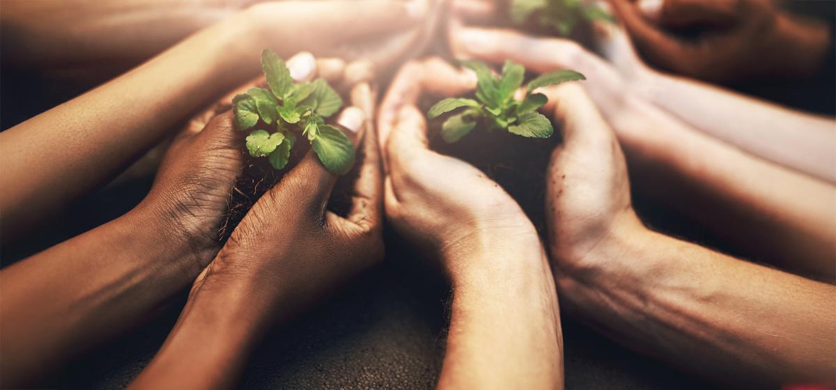 Hands holding seedlings