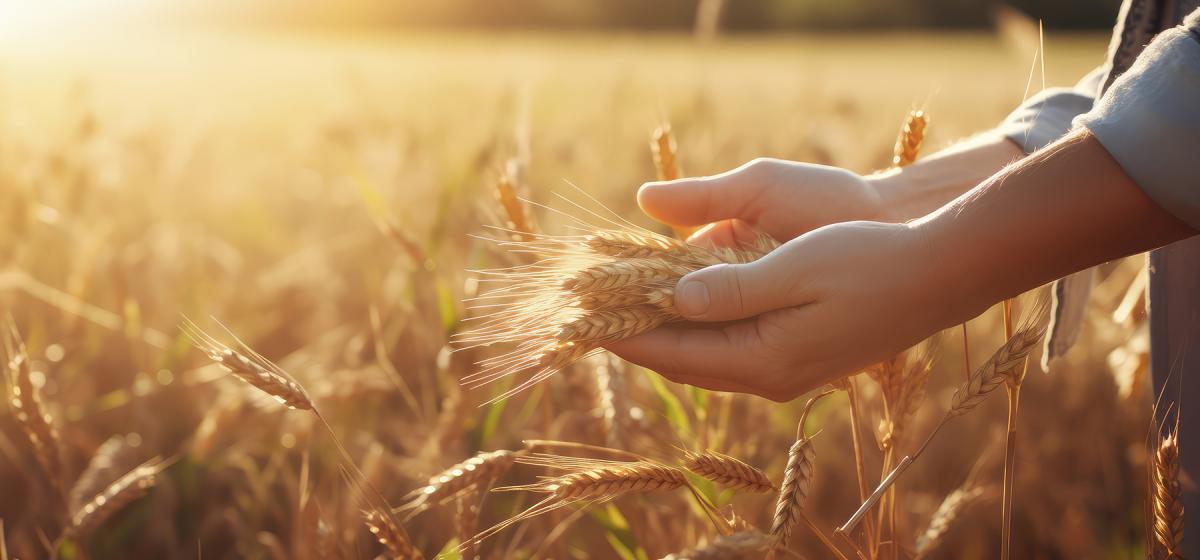 Hands holding an abundance of grain in summer golden hour