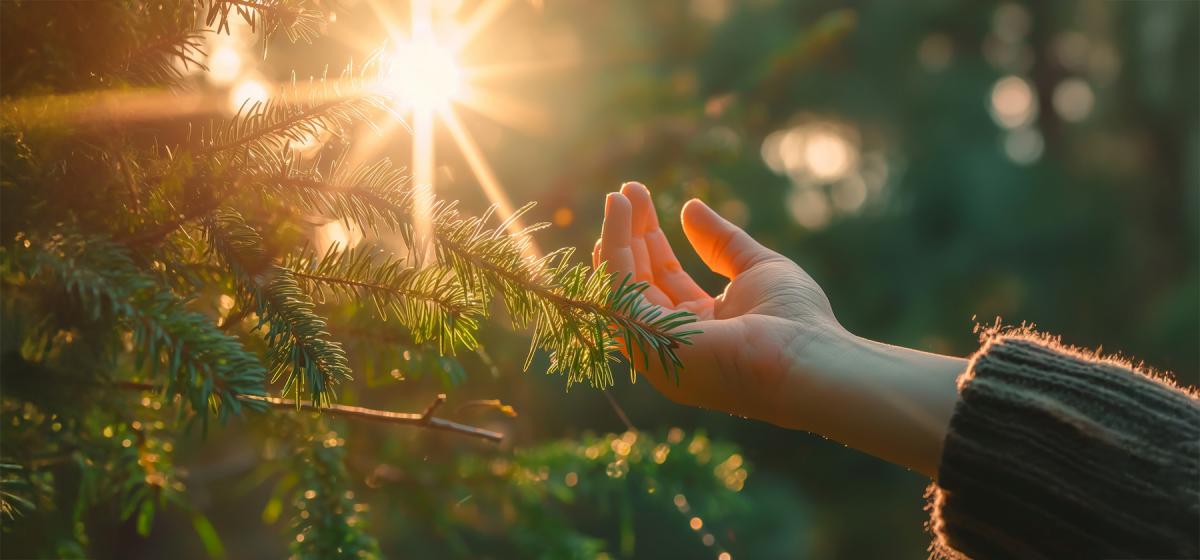 Hand reaching towards the sun in the forest