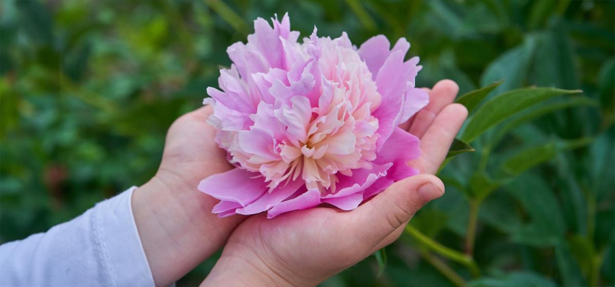 Woman holding a flower in her hands