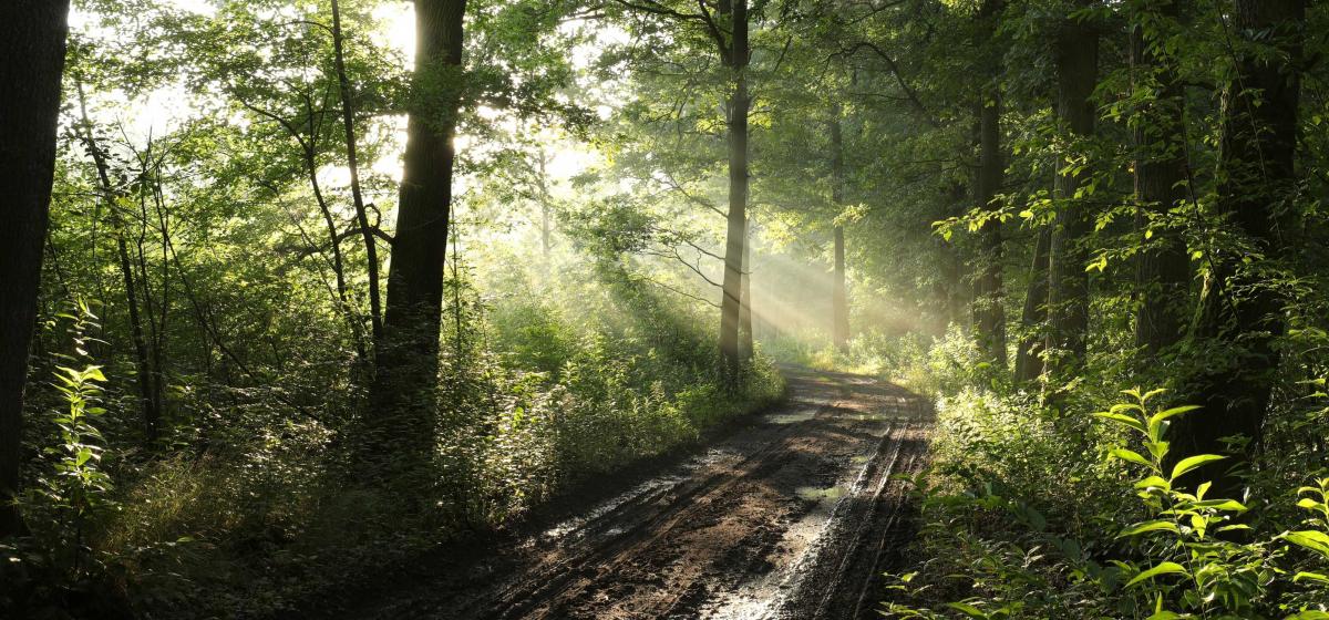 Magical forest path