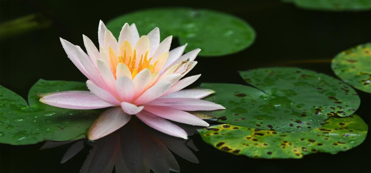 Zen lotus flower in pond