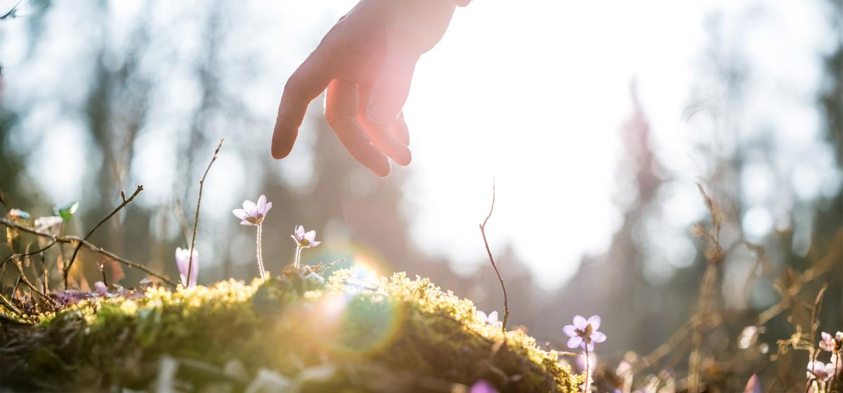 Hand touching flowers