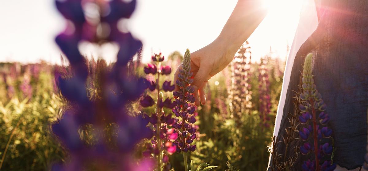 Hand touching flowers in a field