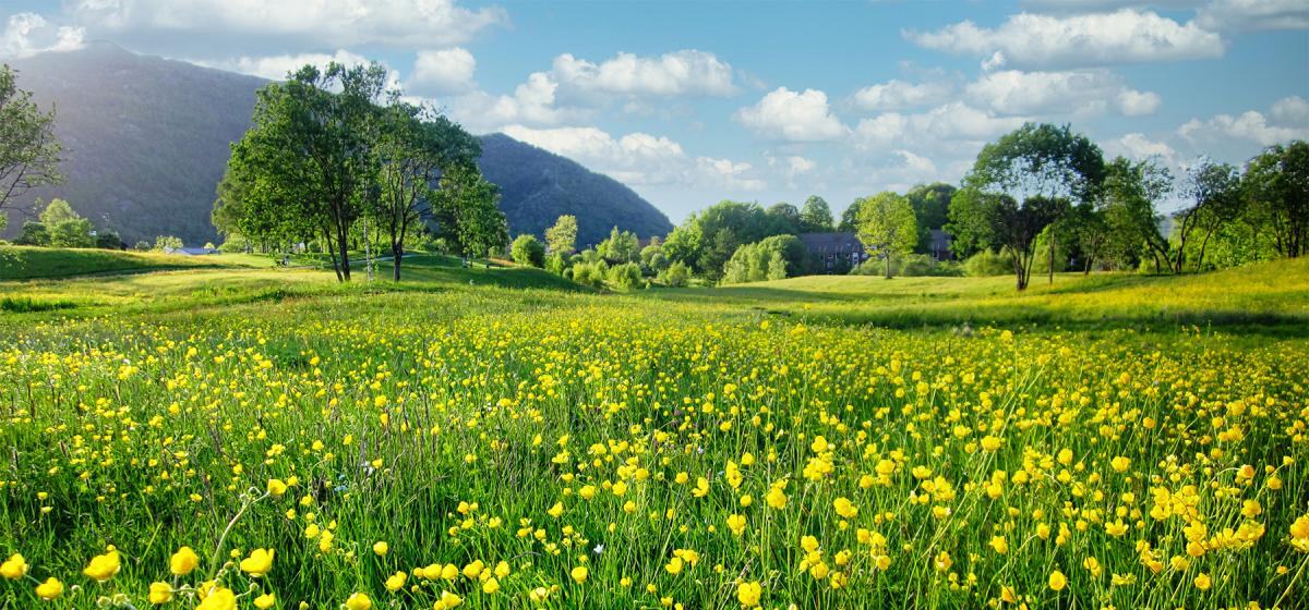 Spring landscape with flowers in foreground