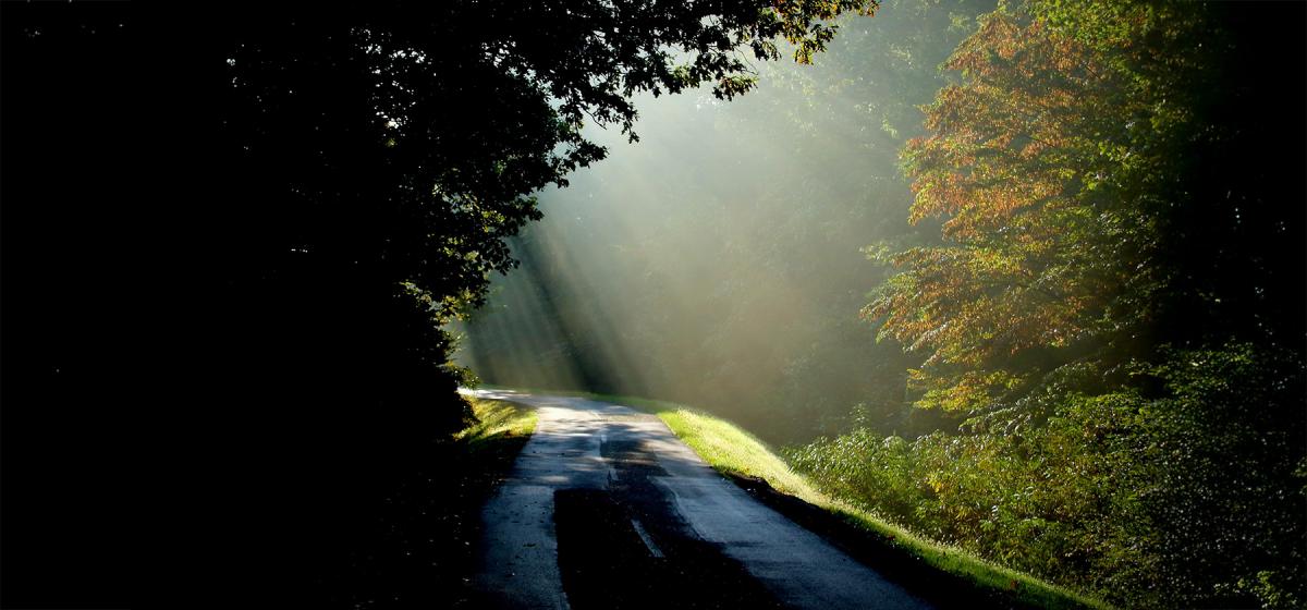 Path leading into the light