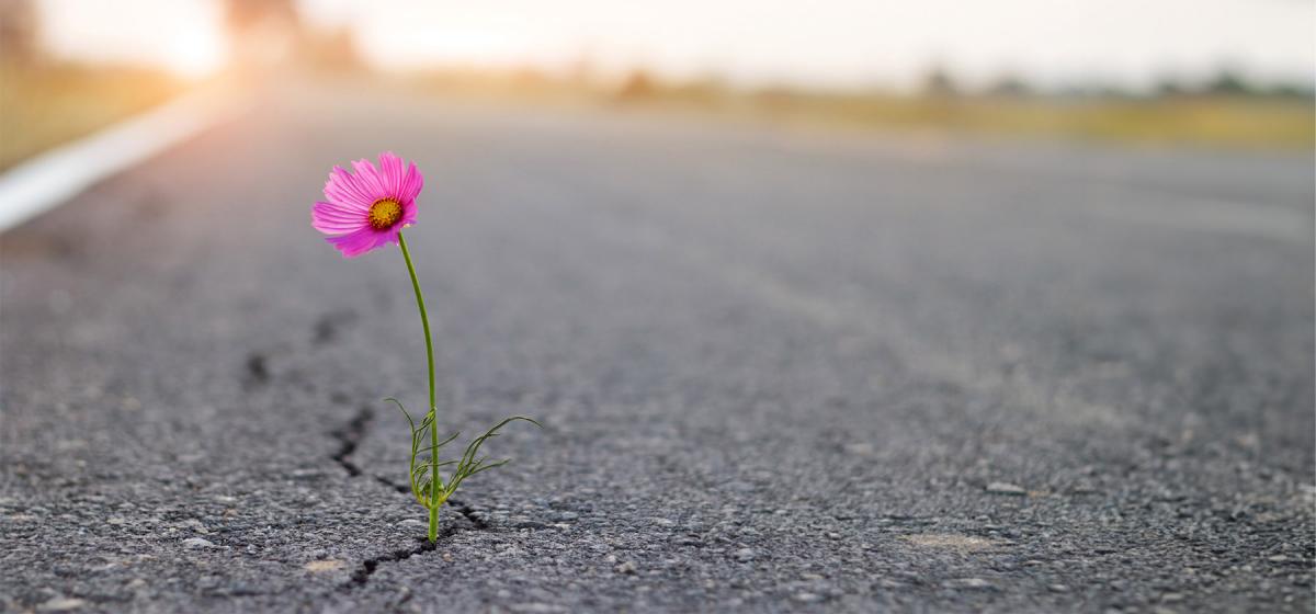 Flower growing out of a crack in the pavement