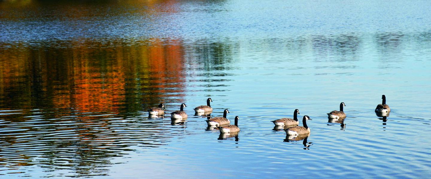 Long Pond Lake with ducks