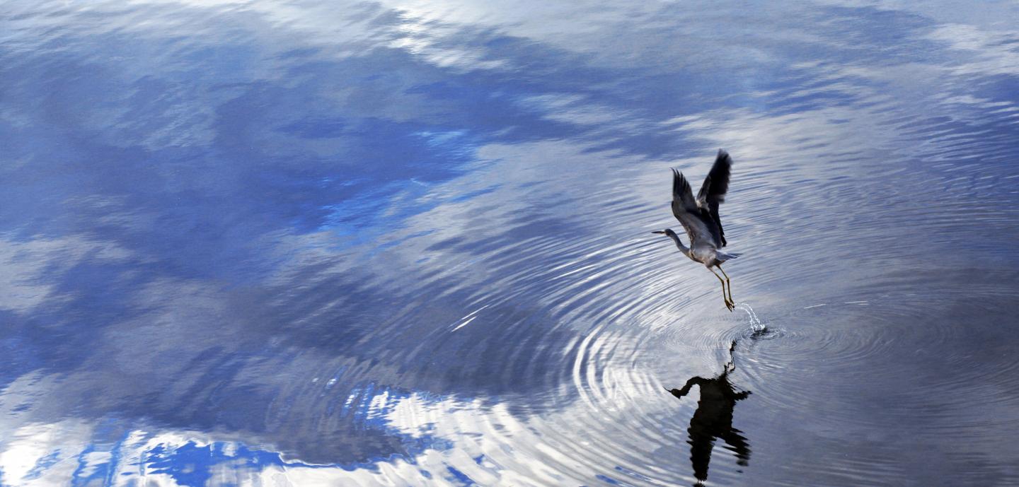 Heron takes flight, ripple in lake