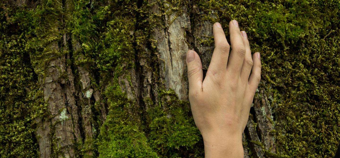 Hand touching a mossy tree