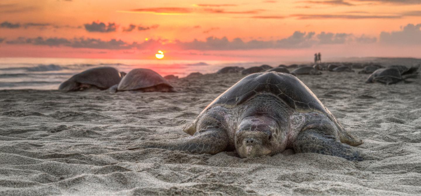 Turtle walking across the beach to lay eggs